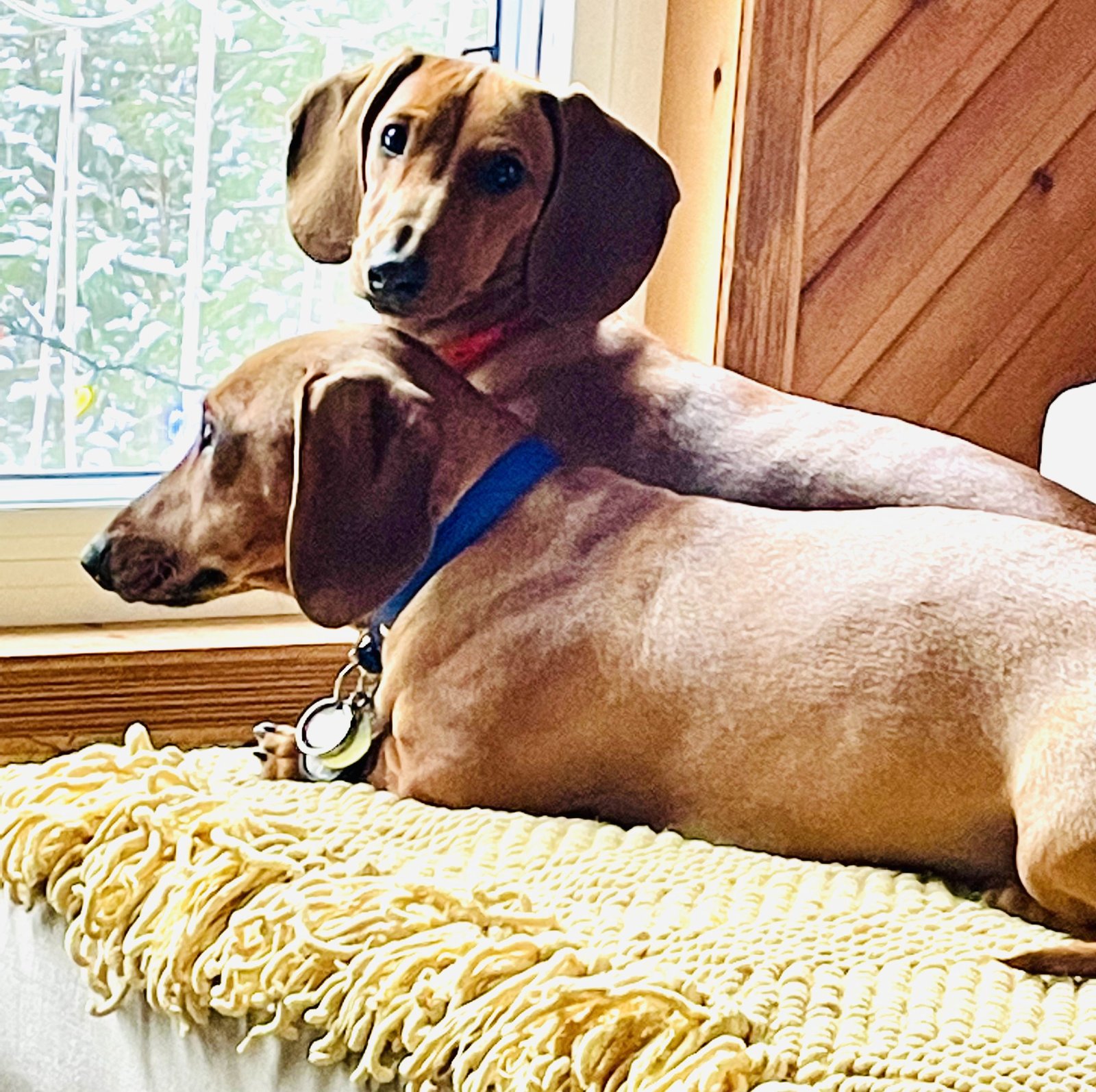 Col. Klink and Luna Lovegood - family dogs